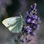 Mit dem Makro unterwegs im Kleinen