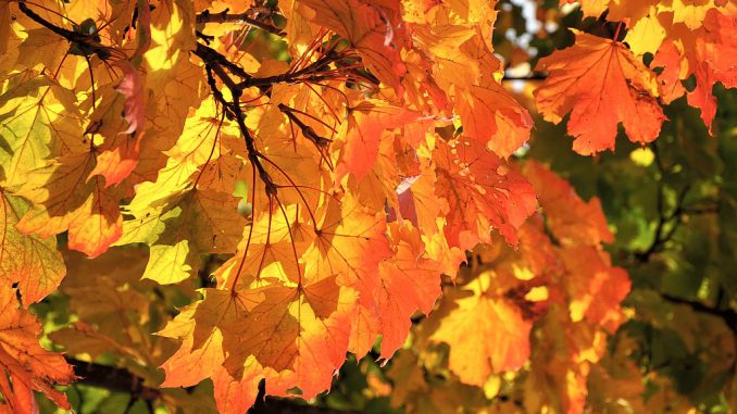 Eines der wenigen Fotos aus dem Herbst 2012 im Klettgau zeigt diese feurigroten Blättlein (Foto: Martin Dühning)