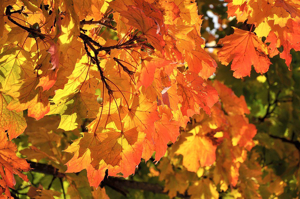 Eines der wenigen Fotos aus dem Herbst 2012 im Klettgau zeigt diese feurigroten Blättlein (Foto: Martin Dühning)