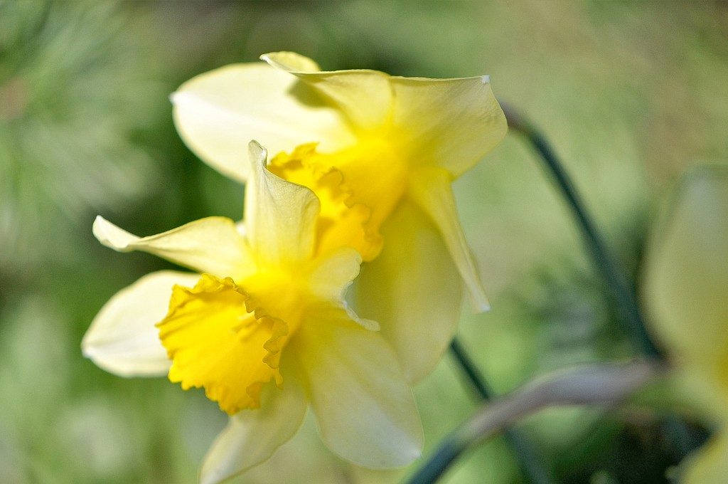 Ein Liebespärchen aus zitronengelben Narzissen - fotografiert im heimatlichen Garten am 15. April (Foto: Martin Dühning).