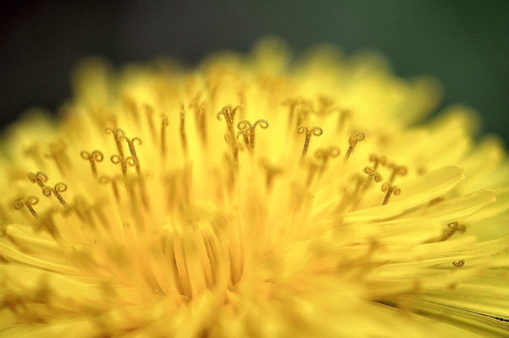 Wie bei einer Sonneneruption explodieren bei der goldenen Löwenzahnblüte Farben und Pollen.