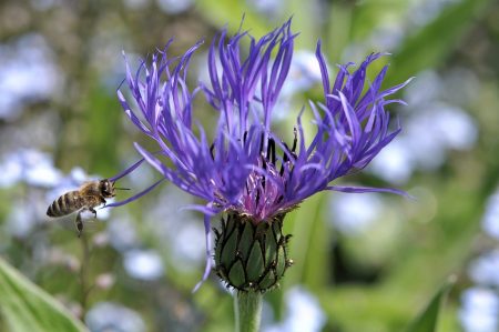 ... auch Honigbienchen wurden erstmals wieder in größerer Zahl gesichtet, wenn sie z. B. wie hier prächtige blaue Kornblumen anfliegen.