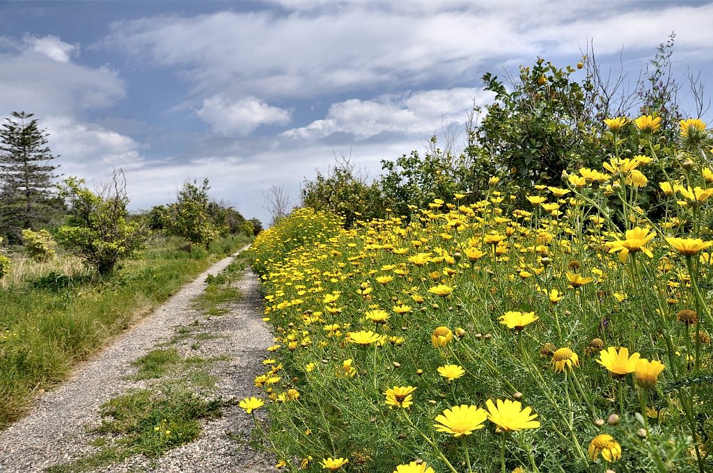 Blütengesäumter Pfad durch den archäologischen Park von Naxos (Foto: Martin Dühning)