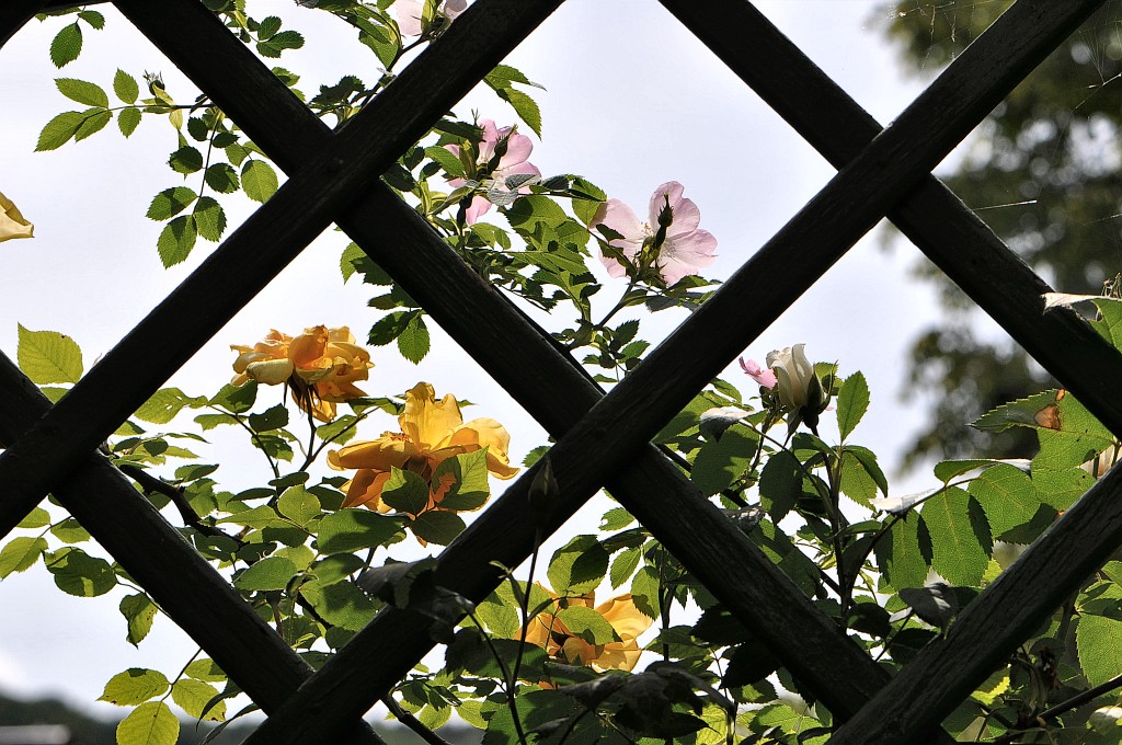 Spalier mit gelben und rosa Rosen (Foto: Martin Dühning)