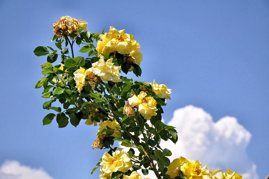 Sonnengoldige Rosen türmen sich fast wie Junigewitterwolken in den Himmel (Foto: Martin Dühning).