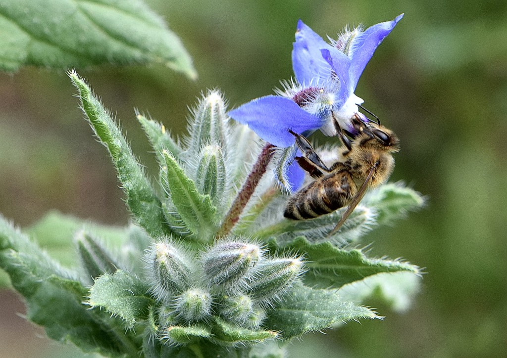 Honigbienchen auf wildem Borretsch - beide haben die Sommerdürre offenbar überstanden (Foto: Martin Dühning)