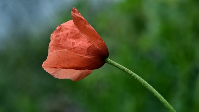 Eine einzige Mohnblüte schaffte es 2016, von uns abgelichtet zu werden. (Foto: Martin Dühning)