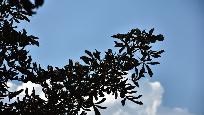 Noch leuchtet im Klettgau ein sattblauer Sommerhimmel, doch das Laub der Kastanien fällt bereits. (Foto: Martin Dühning)