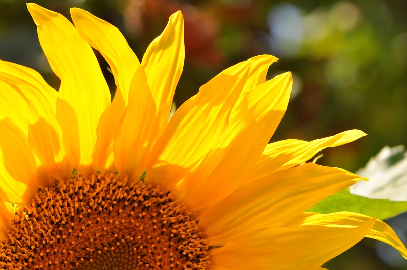 Helle Sonnenblume, fotografiert von Martin Dühning