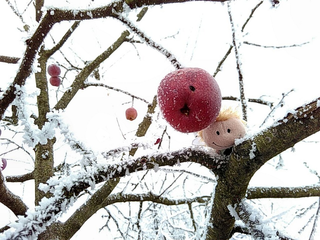 Winterlicher Apfelbaum bei Offenburg (Foto: Salome Leinarkunion)