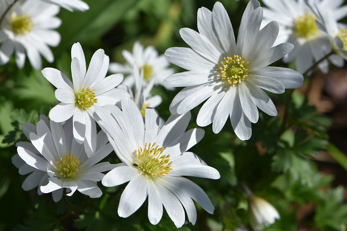 Weiße Anemonen im Niarts-Garten 2017 (Foto: Martin Dühning)