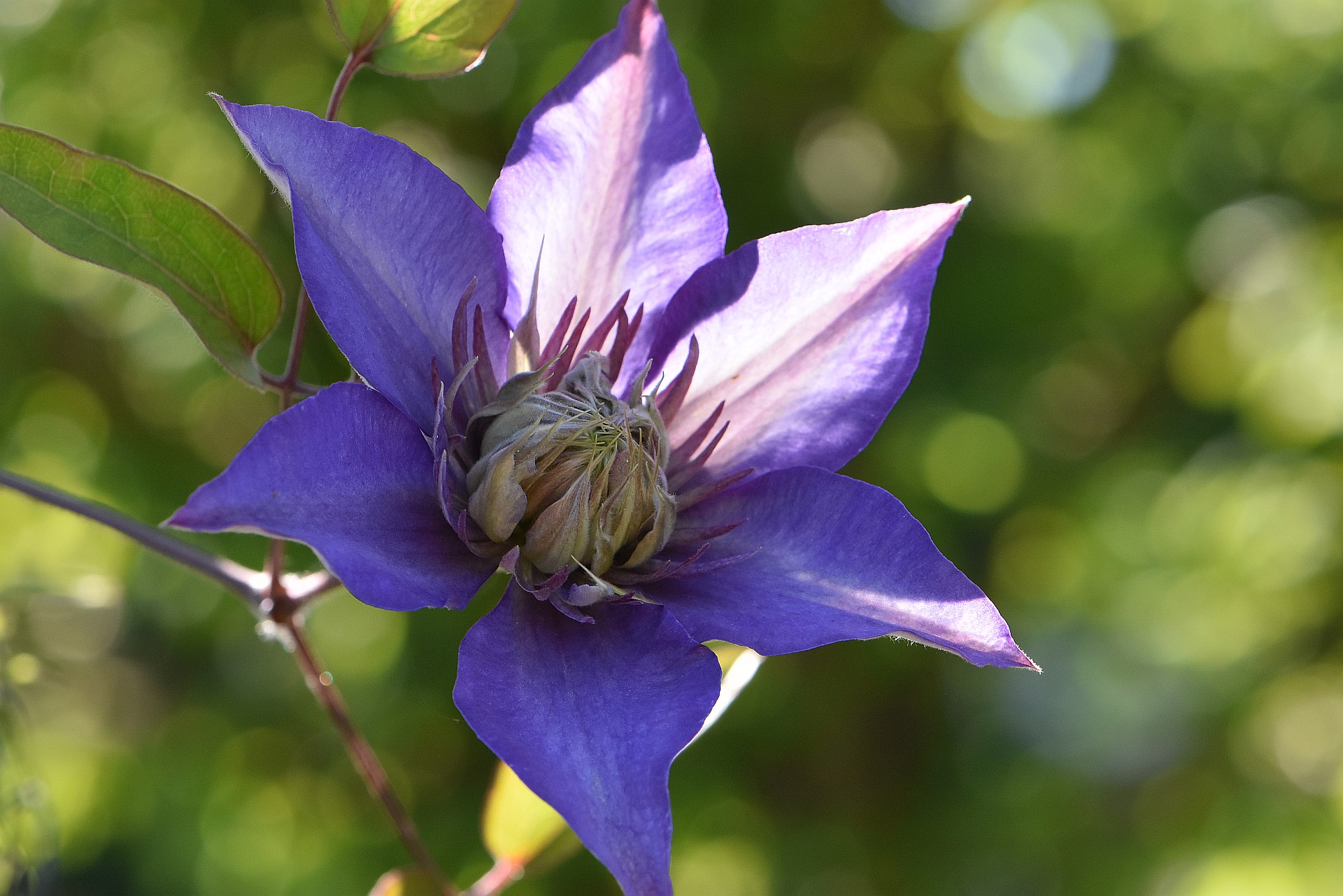 Eine blaue Clematis blüht am Pavillon (Foto: Martin Dühning)