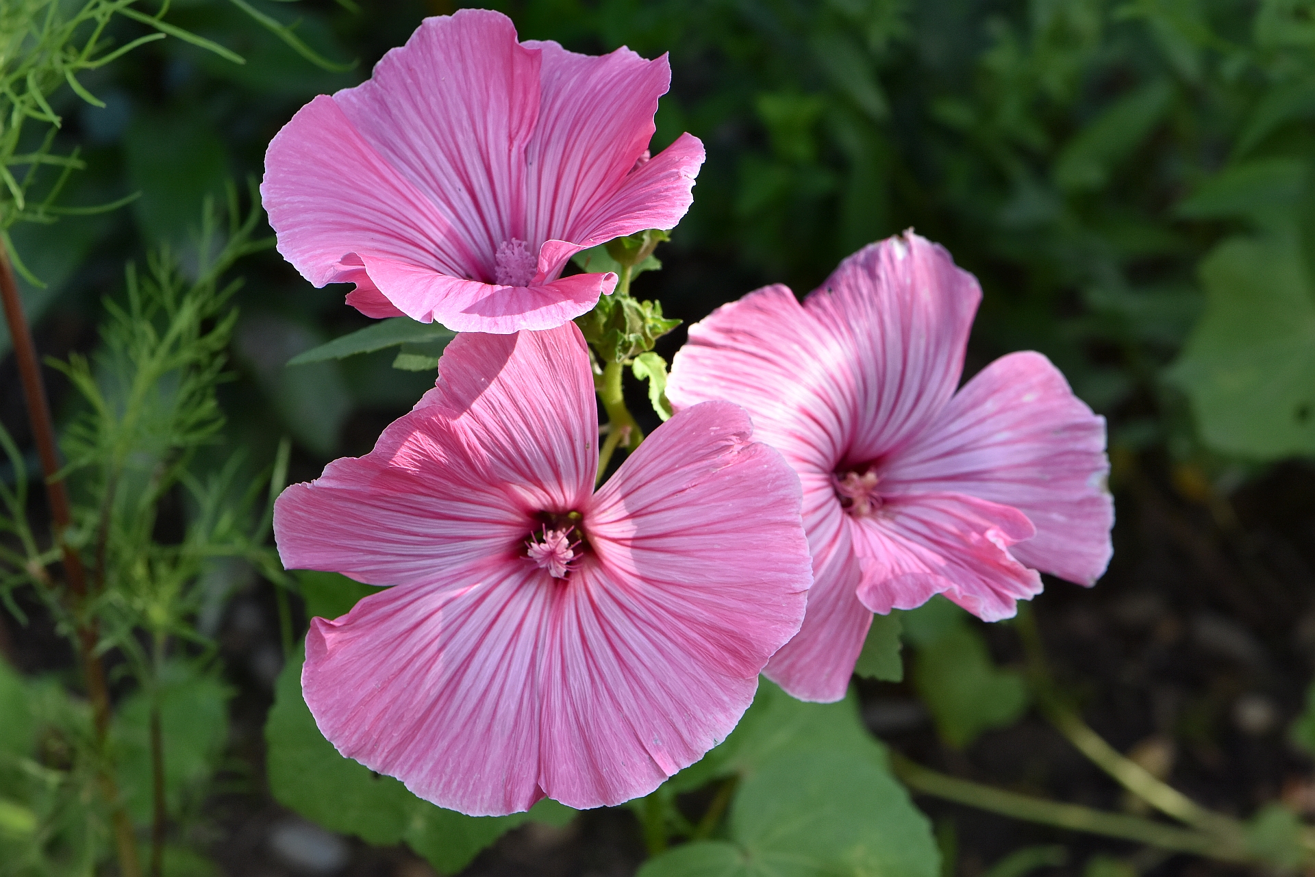 Die ersten Bechermalven 2017 blühen im heimischen Garten (Foto: Martin Dühning).