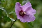 Regenbeperlte Hibiskusblüte im August (Foto: Martin Dühning)