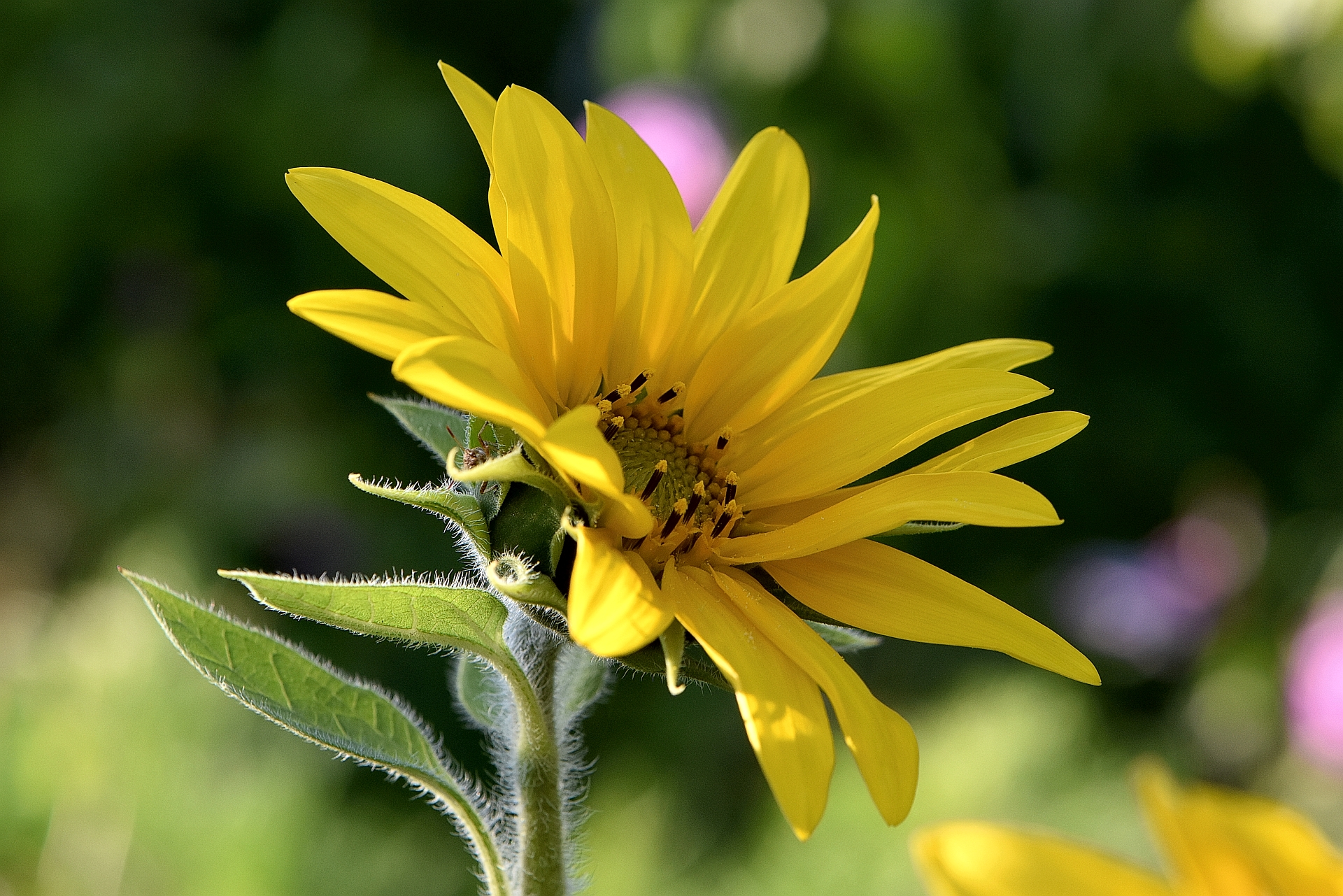 Eine der ersten Sonnenblumen im heimischen Garten 2017 (Foto: Martin Dühning)