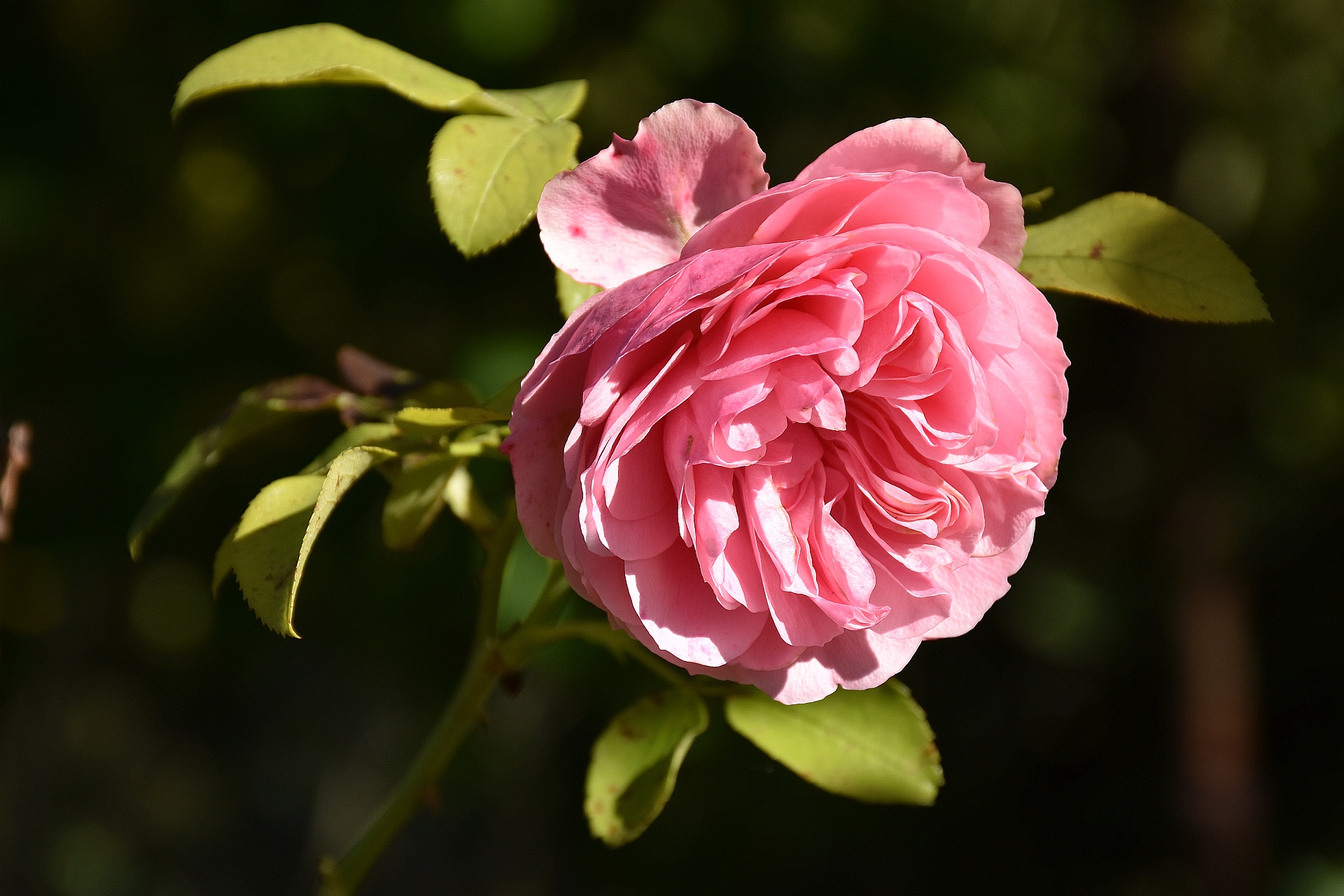 Eine wunderschöne Großmutterrose im Herbst 2017 (Foto: Martin Dühning)