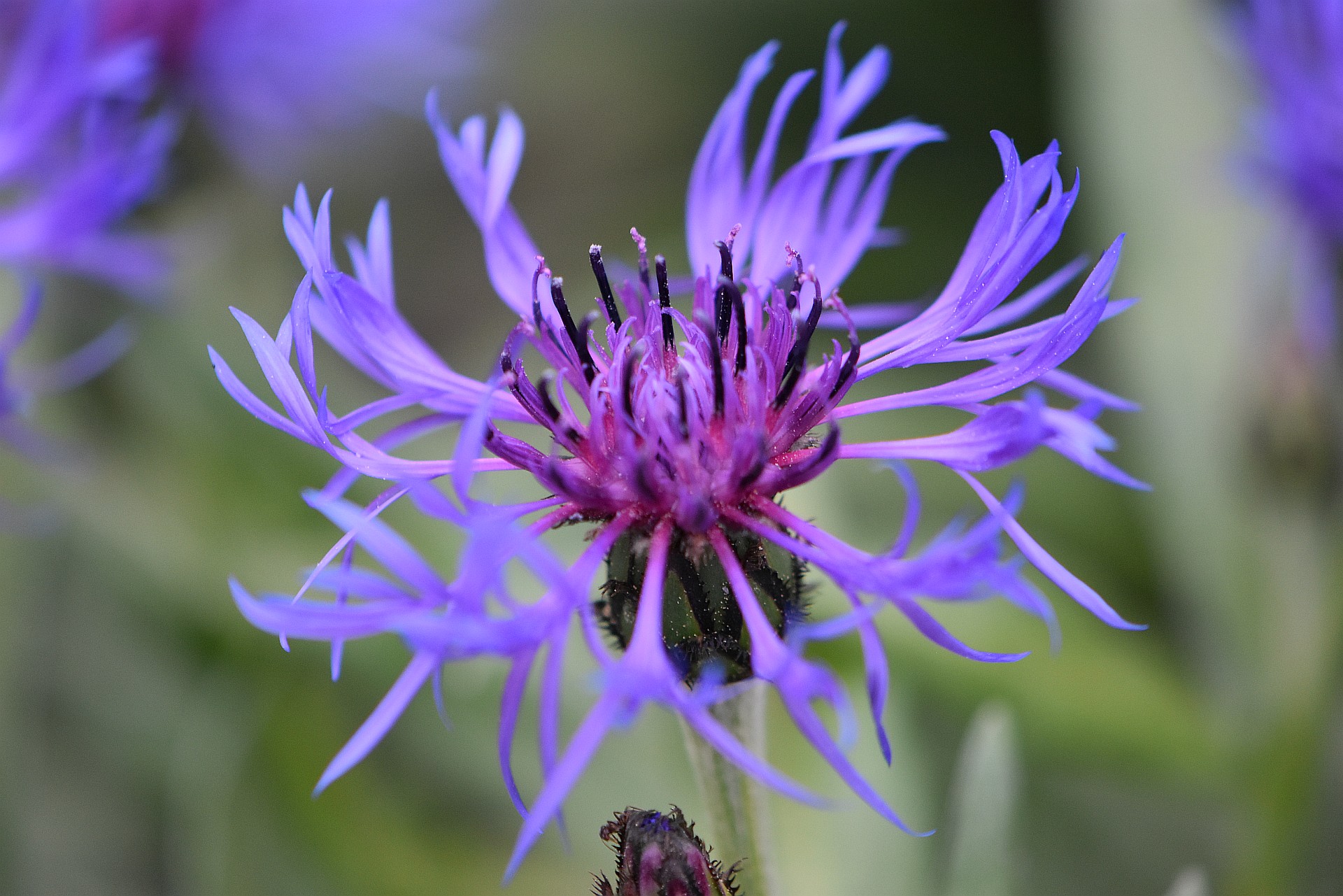 Blaue Berg-Flockenblume im Mai 2018 (Foto: Martin Dühning)