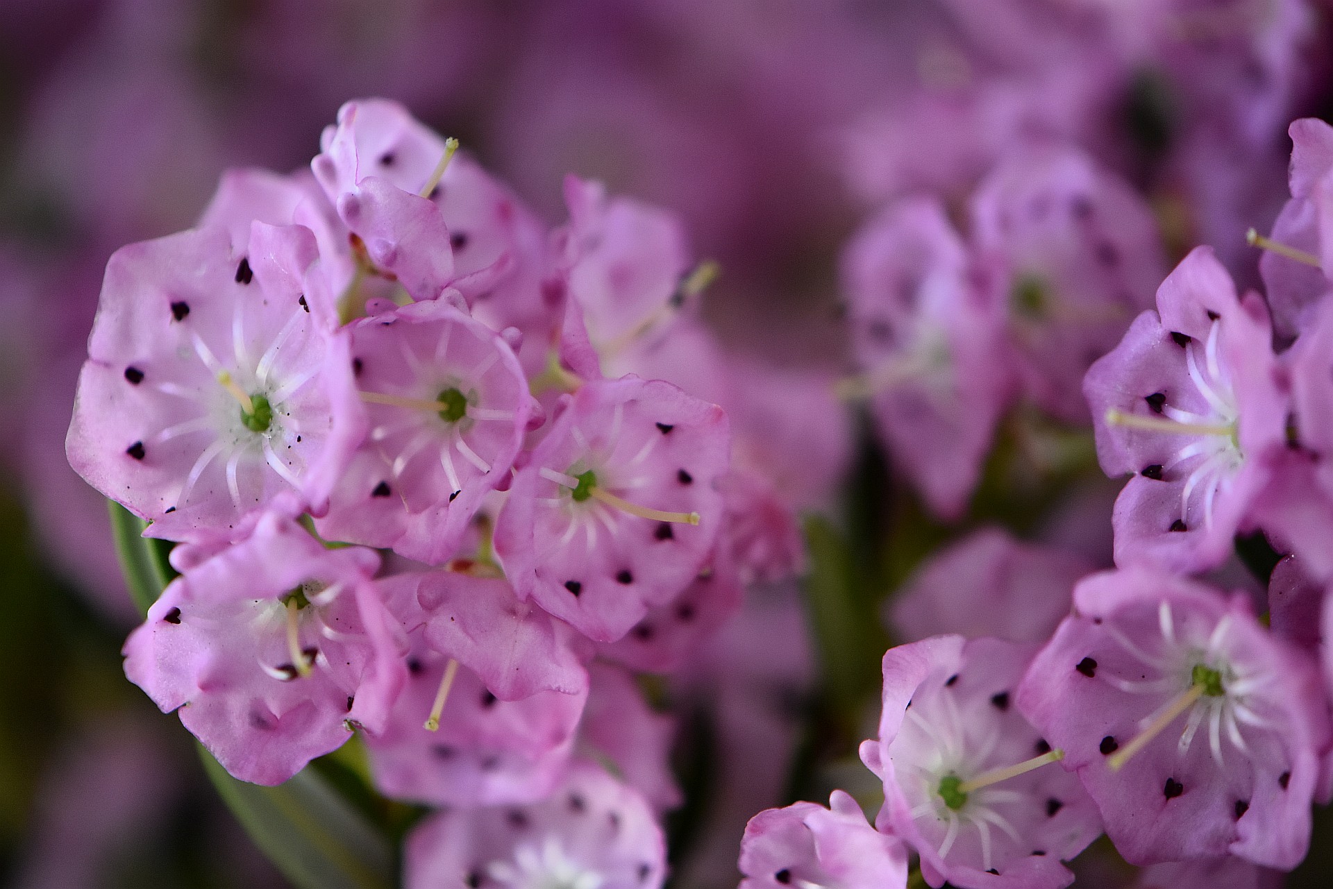 Rosige Berglorbeerblüten (Foto: Martin Dühning)