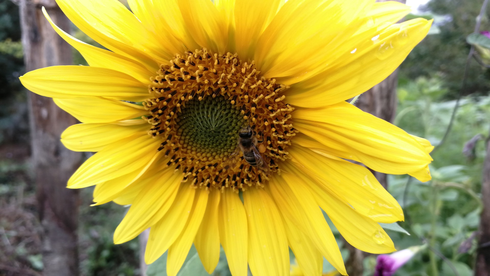 Sonnenblume Anfang September 2018 (Foto: Martin Dühning)