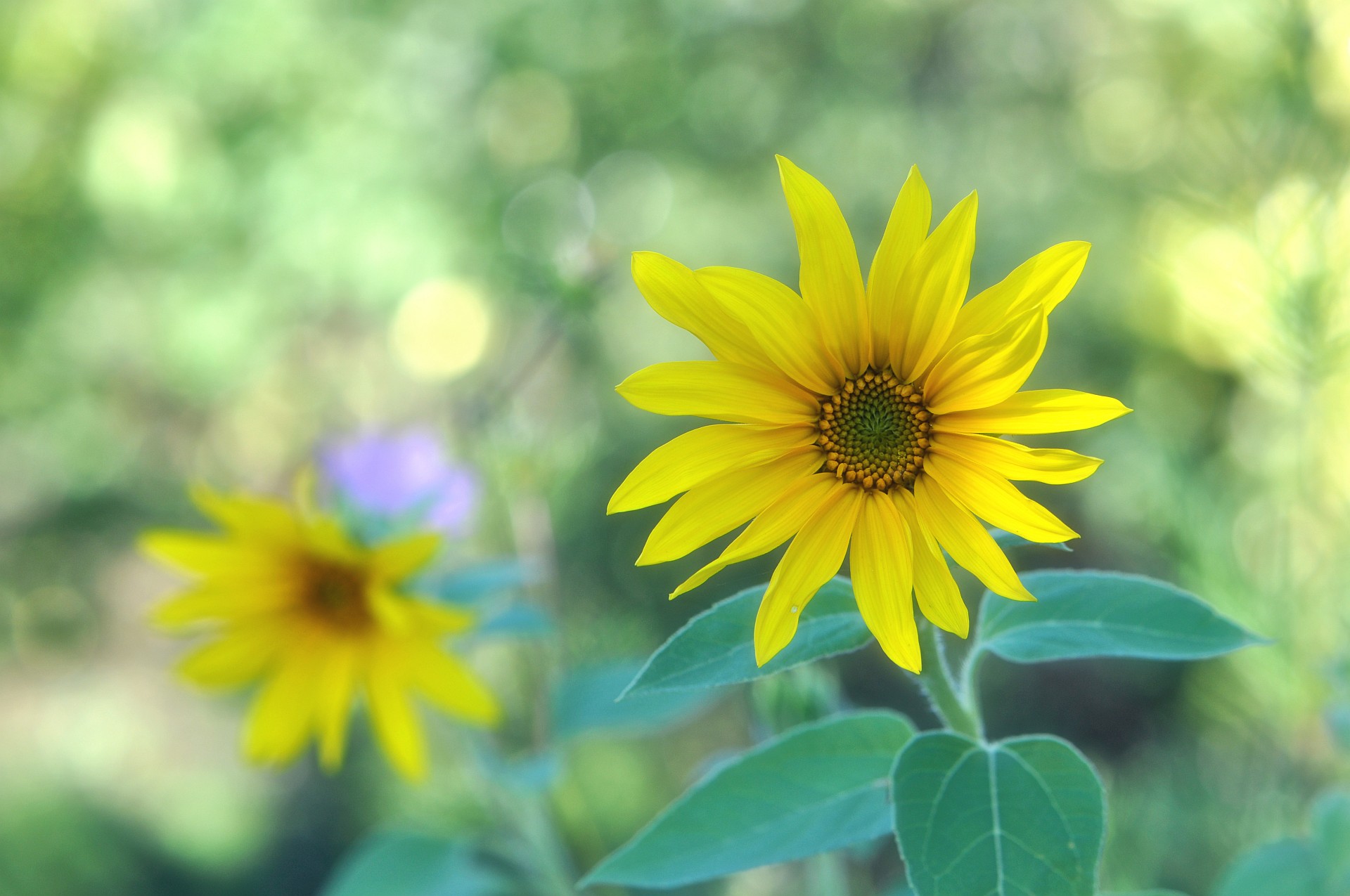 Kleine Sonnenblumen Ende September 2018 (Foto: Martin Dühning)