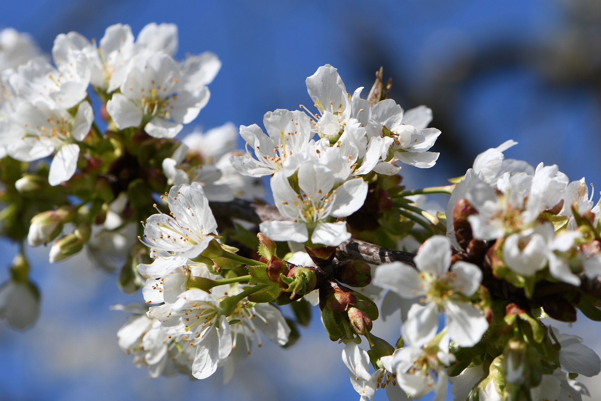 Schneeweiße Kirschblüten vor tiefblauem Frühlingshimmel (Foto: Martin Dühning)