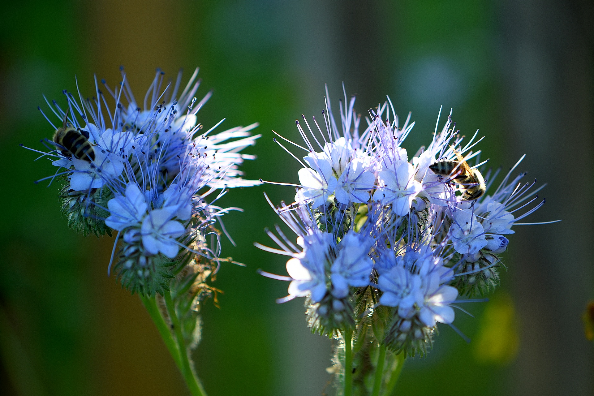 Bienchen weiden auf Phaceliablüten (Foto: Martin Dühning)