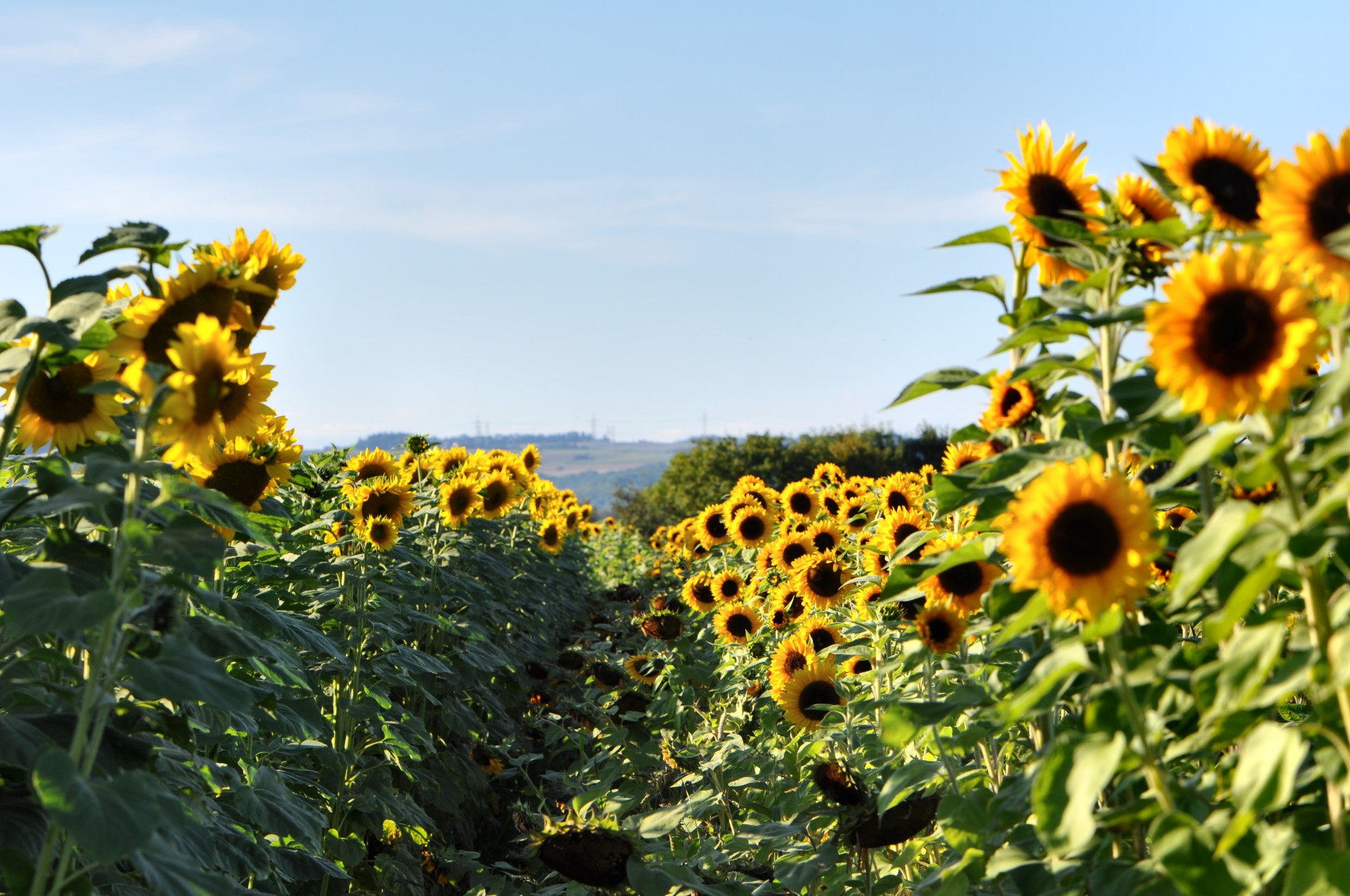 Sonnenblumen im August (Foto: Martin Dühning)