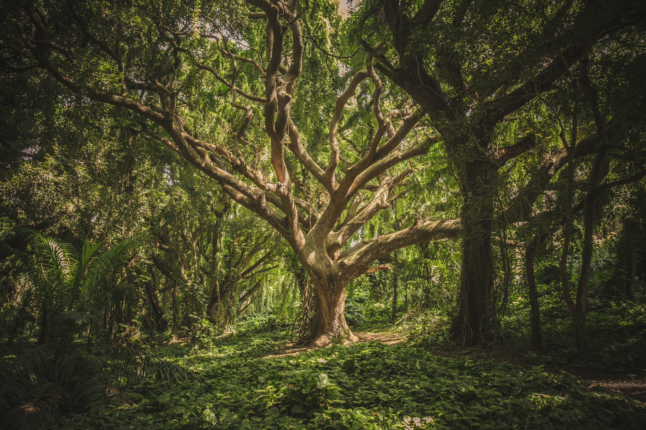 Green Leafed Tree (Foto: Veeterzy über Pexels)