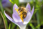 Honigbienchen labt sich an Krokusblüte (Foto: Martin Dühning)