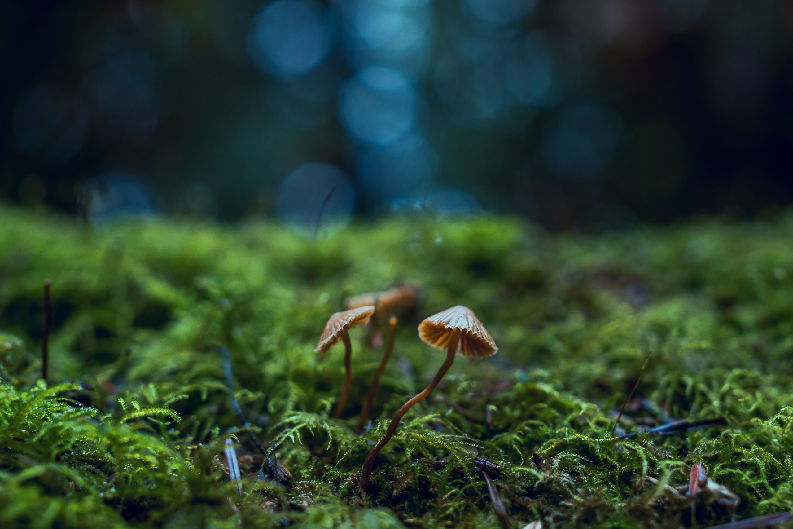 Zauberwald-Pilze (Foto: Chris Gonzalos via Pexels)