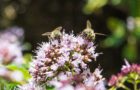 Bienchen auf Oreganoblüten (Foto: Martin Dühning)