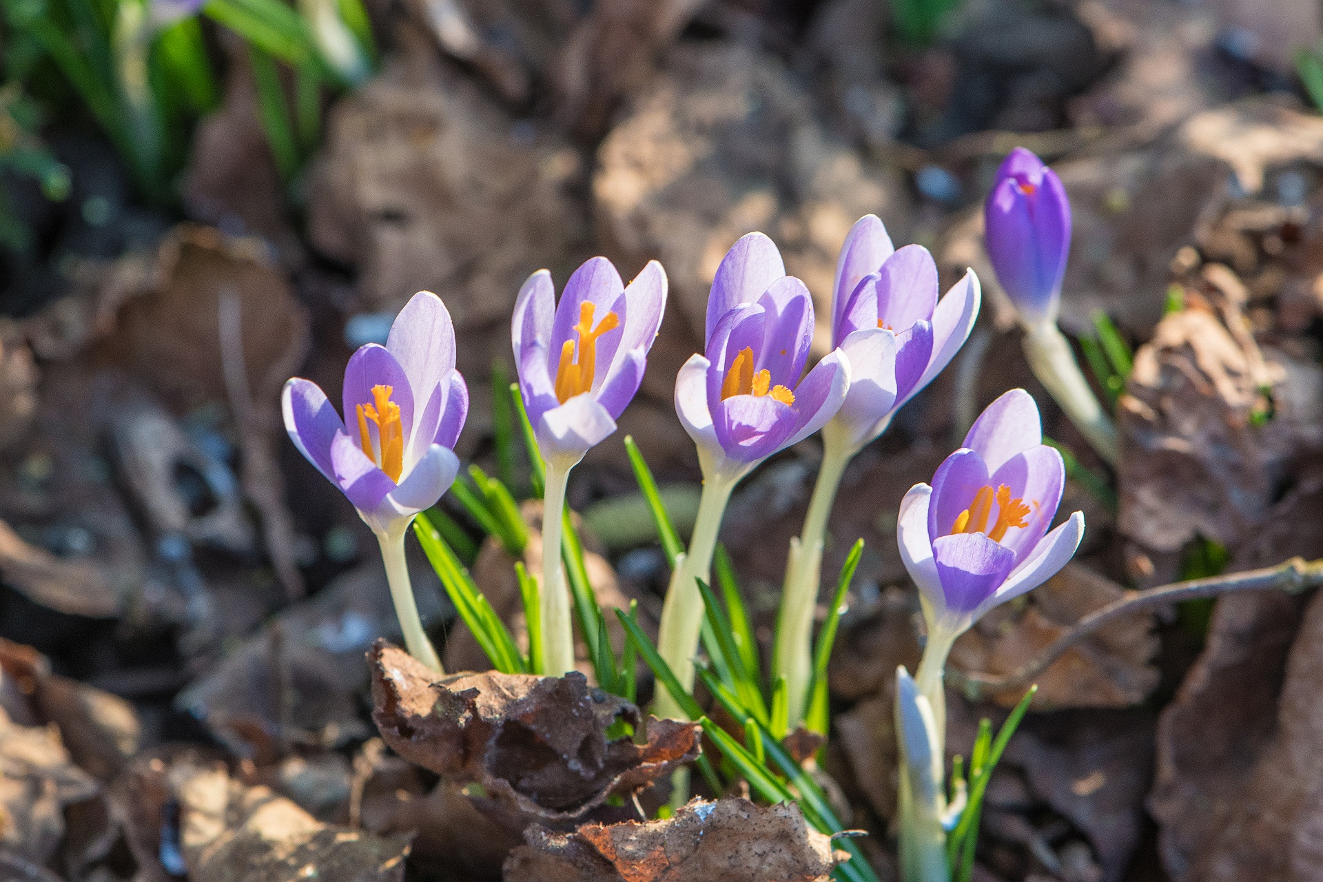 Die ersten Frühlingsboten im Februar 2021 (Foto: Martin Dühning)