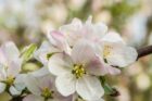Apfelblüten im heimischen Garten 2021 (Foto: Martin Dühning)