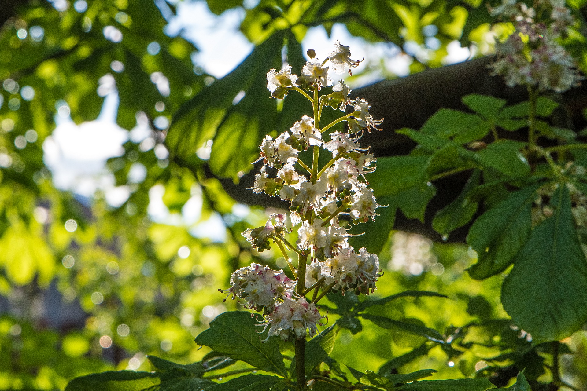 Kastanienblüte im heimischen Garten (Foto: Martin Dühning)