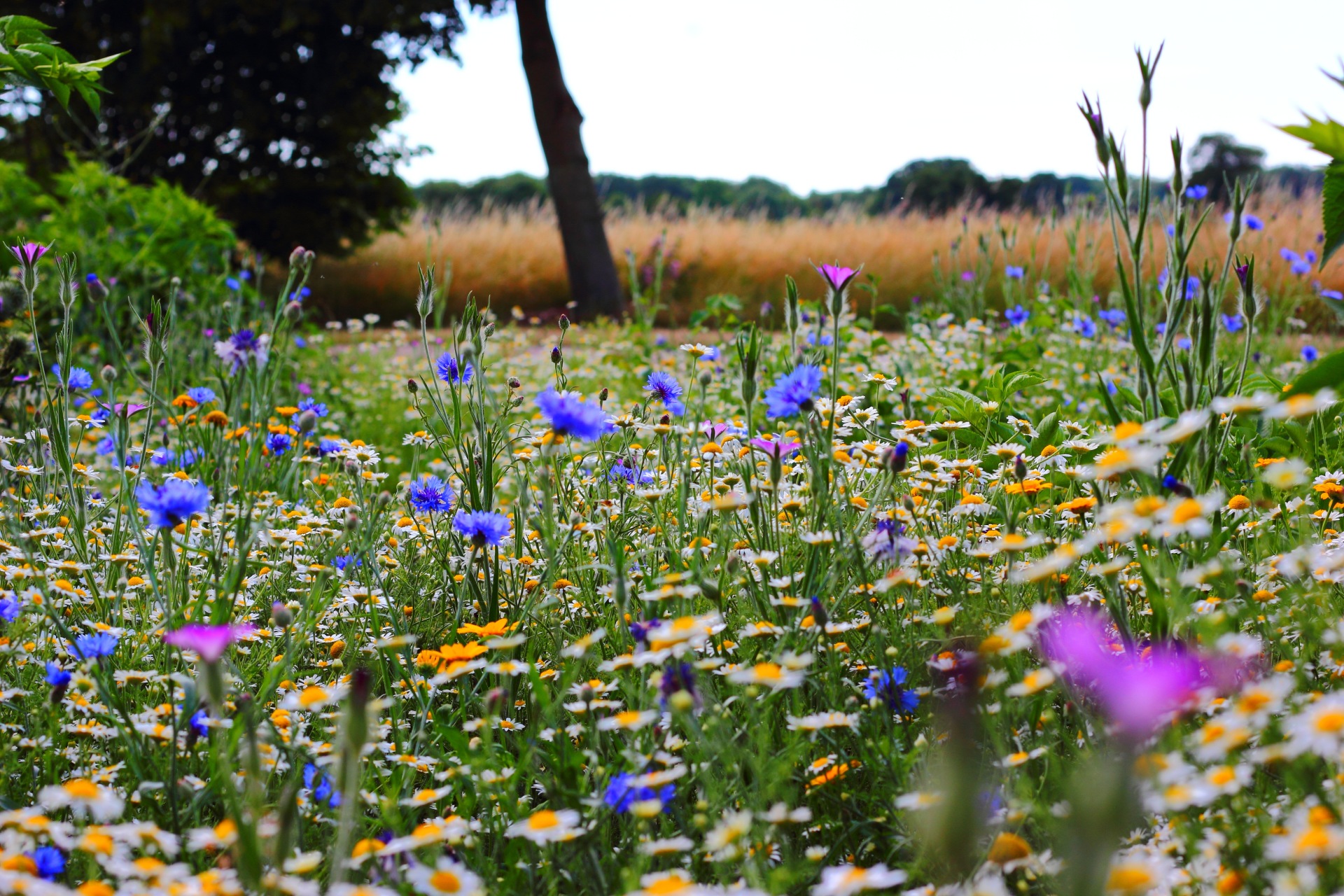 Mittsommerblüten (Foto: Freddie Ramm via Pexels)