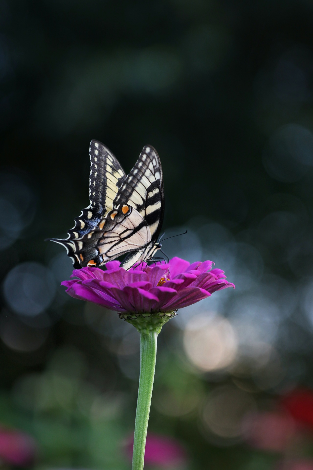 Butterfly (Foto: Jennifer Murray via Pexels)