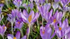 Krokusblüte im Februar des Jahres 2022 (Foto: Martin Dühning)