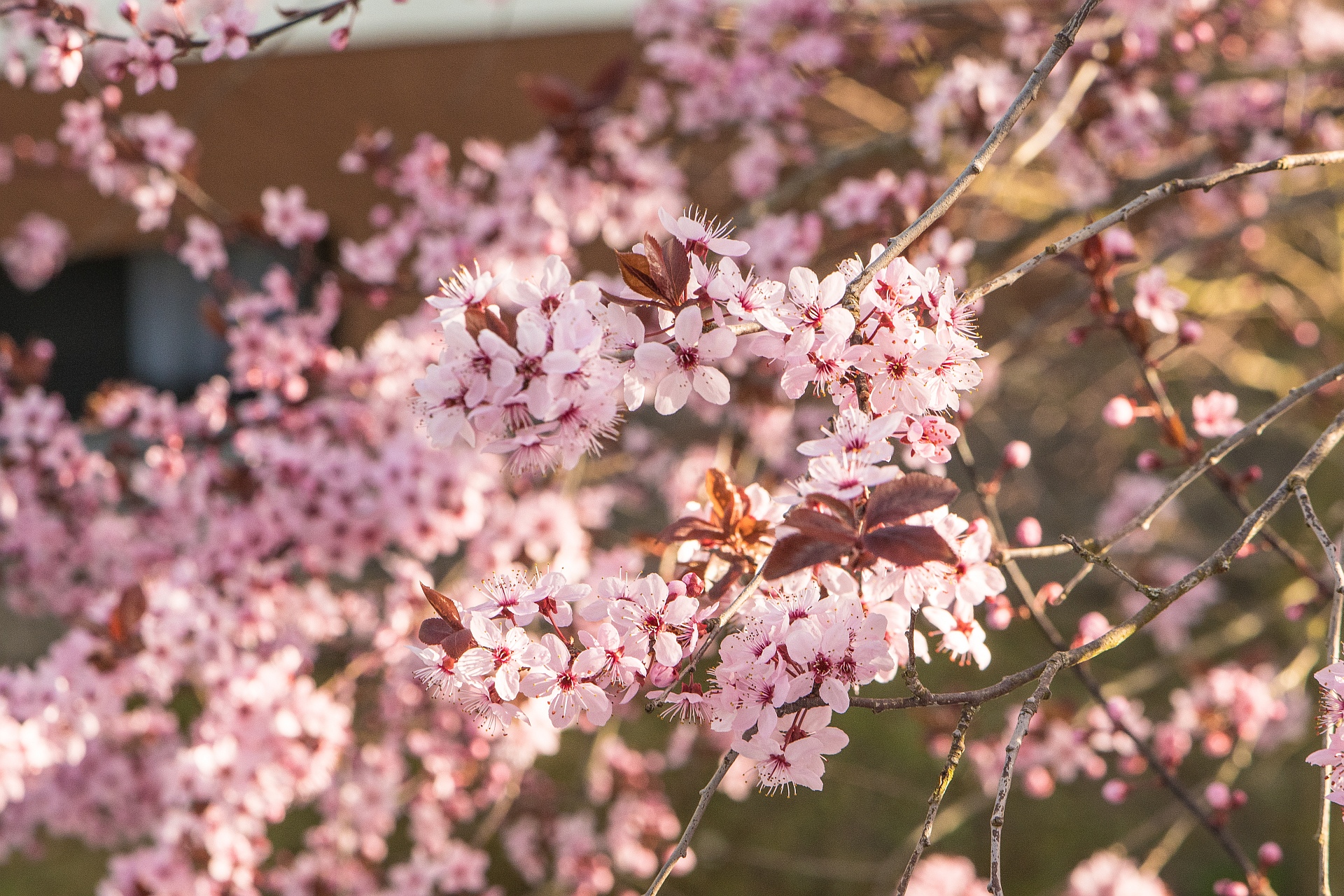 Blutpflaumenblüten im März 2022 (Foto: Martin Dühning)