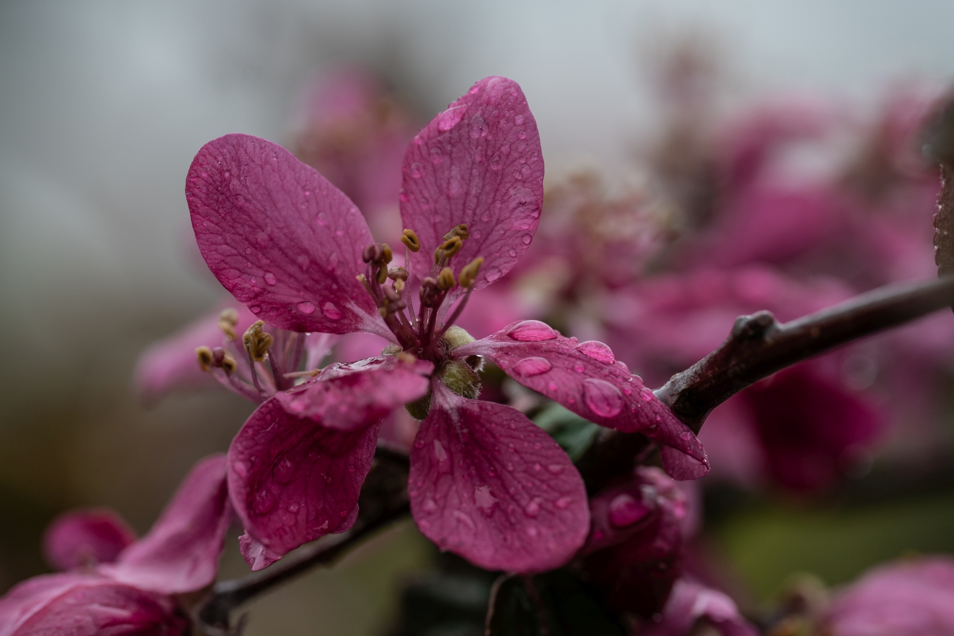 Rotapfelblüte im Regen im April 2023 (Foto: Martin Dühning)