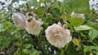 Rambler-Rosen im Regen (Foto: Martin Dühning)