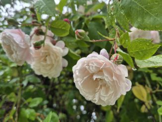 Rambler-Rosen im Regen (Foto: Martin Dühning)