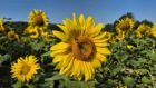 Sonnenblumen im Juli 2024 (Foto: Martin Dühning)