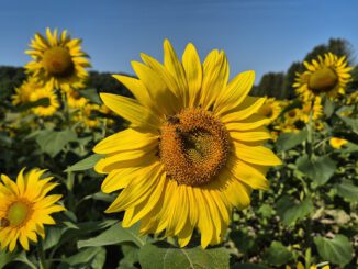 Sonnenblumen im Juli 2024 (Foto: Martin Dühning)