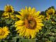 Sonnenblumen im Juli 2024 (Foto: Martin Dühning)