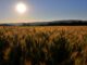 Sommerliches Kornfeld aus den alten Oberlauchringer Zeiten (Foto: Martin Dühning)