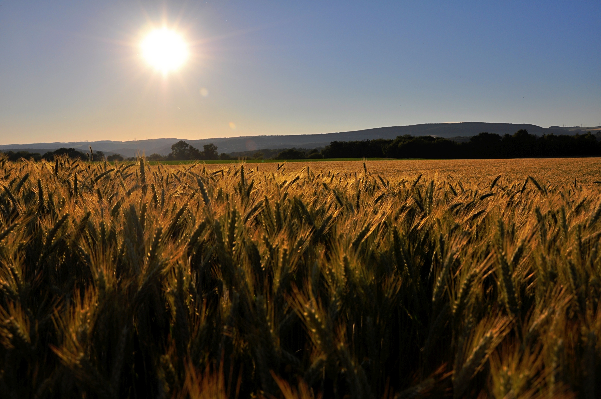 Sommerliches Kornfeld aus den alten Oberlauchringer Zeiten (Foto: Martin Dühning)