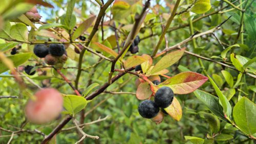 Dieses Jahr gibt es deutlich weniger Blaubeeren als in den Vorjahren (Foto: Martin Dühning).