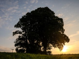 Morgensonne bei der Kapelle von Baltersweil (Foto: Martin Dühning)