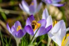 Im Februar 2025 sind schon wieder die ersten fleißigen Honigbienchen unterwegs (Foto: Martin Dühning)