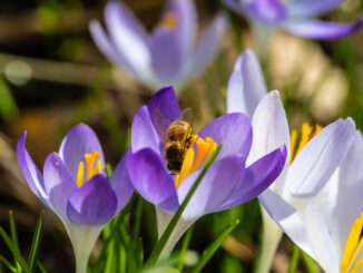 Im Februar 2025 sind schon wieder die ersten fleißigen Honigbienchen unterwegs (Foto: Martin Dühning)